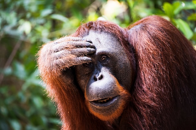 Orangutan in Tanjung Puting National Park, Kalimantan, Indonesia