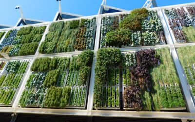 Vertical Gardening: Comprehensive Guide to Plant Walls